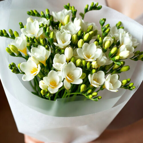 Bukiet z białych frezji